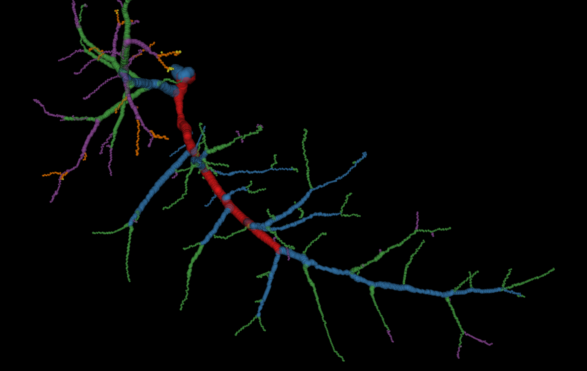 Segmented vascular tree, color-labelled